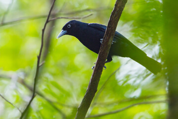 Bernier's Vanga, Oriolia bernieri