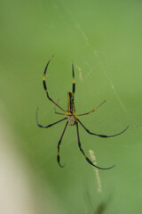 Obraz premium spider on a web