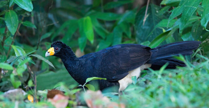 Black Curassow, Crax Alector