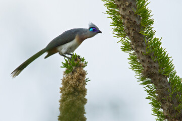 Crested Coua, Coua cristata pyropyga