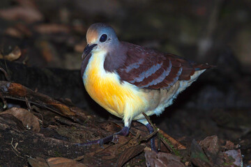 Cinnamon Ground Dove, Gallicolumba rufigula