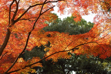 色の違いと陰影でカラフルな色合いになっている紅葉
