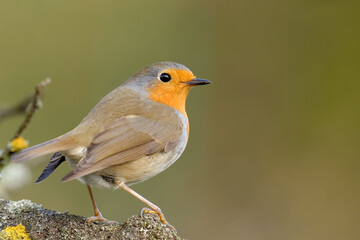 Rotkehlchen