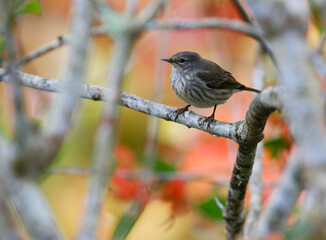 Tijgerzanger, Cape May Warbler, Setophaga tigrina