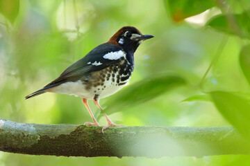 Kastanjekoplijster, Chestnut-capped Thrush, Geokichla interpres