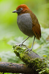 Roodnekmierpitta, Chestnut-naped Antpitta, Grallaria nuchalis