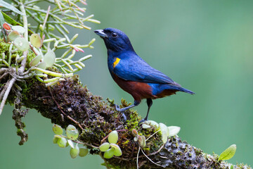 Kastanjebuikorganist, Chestnut-bellied Euphonia, Euphonia pector