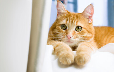 cute ginger cat lies on the bed and looks away