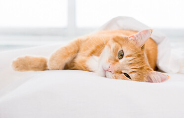 cute ginger cat lies on the bed looking at the camera