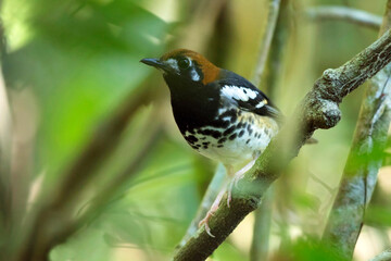 Kastanjekoplijster, Chestnut-capped Thrush, Geokichla interpres
