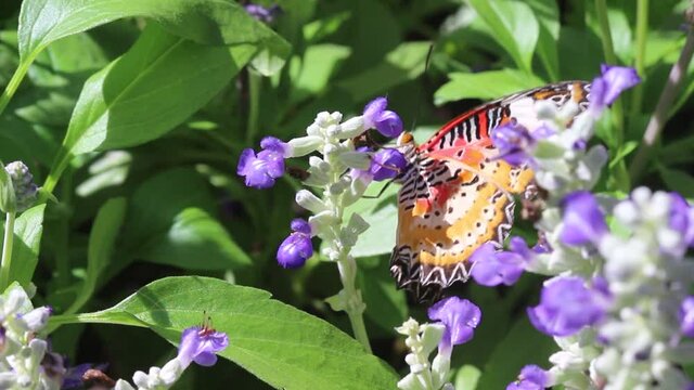 Purple bloosom with single butterfly drinking nectar  nature insect background	