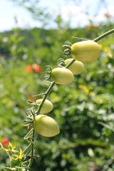 Unripe green tomatoes growing on bush in the garden. Tomatoes in the greenhouse with the red and green fruits.