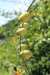 Unripe green tomatoes growing on bush in the garden. Tomatoes in the greenhouse with the red and green fruits.