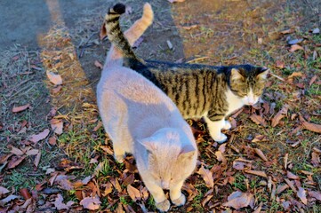 しっぽがV　冬　野良猫