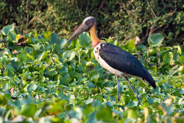 Javaanse Maraboe, Lesser Adjutant, Leptoptilos javanicus
