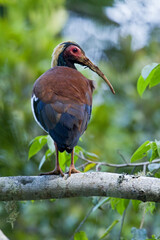 Naklejka premium Kuifibis, White-winged Ibis, Lophotibis cristata