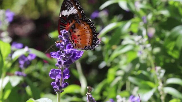 Nature purple bloosom with single butterfly drinking nectar  nature insect background