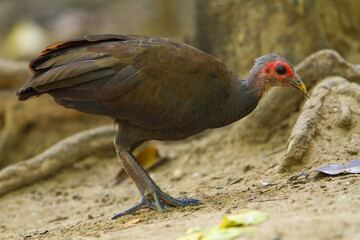 Filipijns Boshoen, Philippine Scrubfowl, Megapodius cumingii