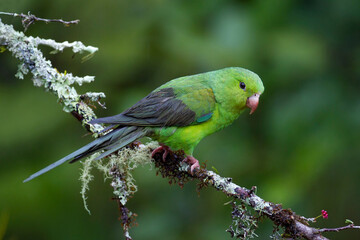 Tiricaparkiet, Plain Parakeet, Brotogeris tirica