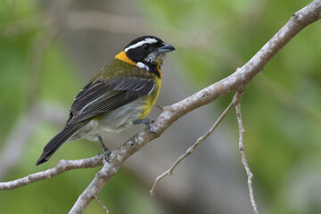 Puertoricaanse Spindalis, Puerto Rican Spindalis, Spindalis portoricensis