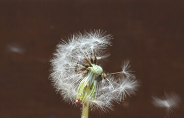 Dandelion with seeds blowing away in the wind. Dandelion seeds in brown color background
