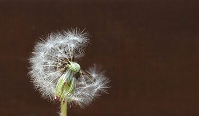 Dandelion with seeds blowing away in the wind. Dandelion seeds in brown color background