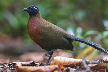 Vruchtencoua, Red-breasted Coua, Coua serriana