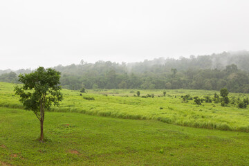 misty morning in the forest at Khao Yai National Park	