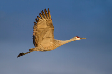 Canadese Kraanvogel, Sandhill Crane, Grus canadensis