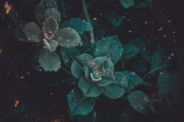 a Dream state in a magical garden