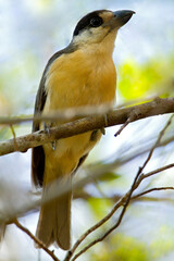 Fototapeta premium Van Dams Vanga, Van Dam's Vanga, Xenopirostris damii