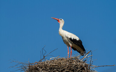 White stork, Ciconia ciconia. The bird stands on the nest against the background of the sky