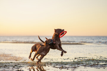 Fototapeta na wymiar Two dogs on the beach. Active pit bull terrier running on the background of the sea. pet in summer 