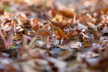 Herbstblätter am Boden mit verschwommenen Hintergrund
