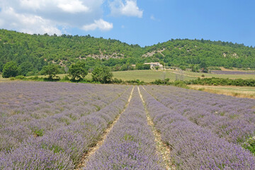 Plakat Lavendelfeld auf dem Plateau de Sault in der Provence