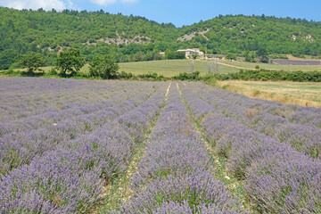 Fototapeta na wymiar Lavendelfeld auf dem Plateau de Sault in der Provence