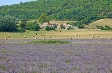 Obraz premium Lavendelfeld auf dem Plateau de Sault in der Provence