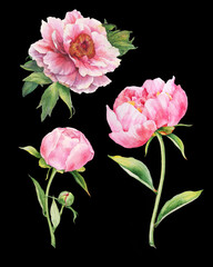 Pink peonies on black. Watercolor illustration