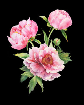 Bouquet of pink peonies. Watercolor illustration on black