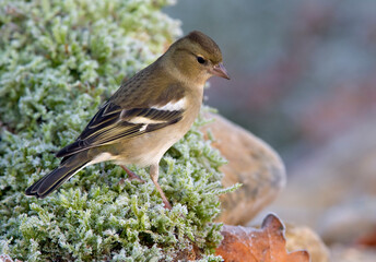 Vink, Common Chaffinch, Fringilla coelebs