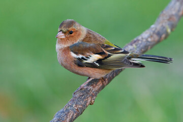 Vink, Common Chaffinch, Fringilla coelebs