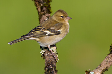Vink, Common Chaffinch, Fringilla coelebs
