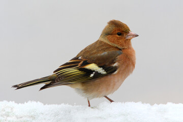 Vink, Common Chaffinch, Fringilla coelebs