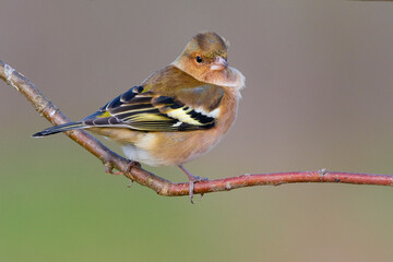 Vink, Common Chaffinch, Fringilla coelebs