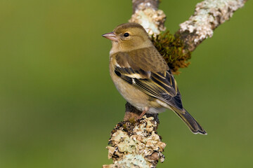 Vink, Common Chaffinch, Fringilla coelebs