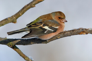 Vink, Common Chaffinch, Fringilla coelebs