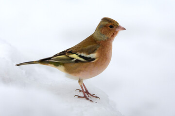 Vink, Common Chaffinch, Fringilla coelebs