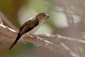 Zilverbekje, African Silverbill, Lonchura cantans