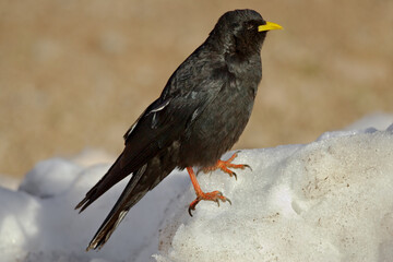 Alpine Chough, Alpenkauw, Pyrrhocorax graculus
