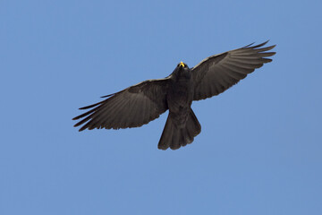 Alpine Chough, Alpenkauw, Pyrrhocorax graculus